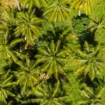 Palm trees in Lombok