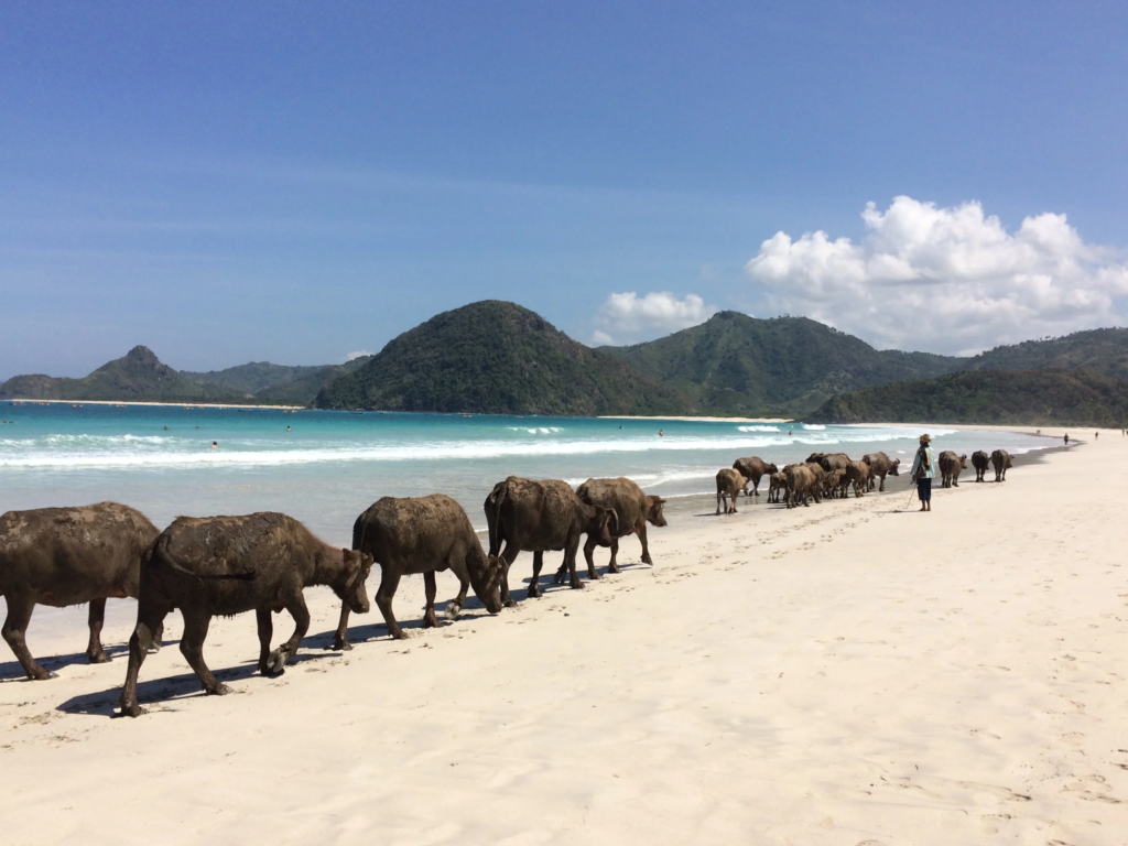 Watch the Water Buffalo Parade